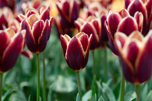 Piękne Zdjęcie Tulipana Kwiat Tulipan Ogród Wiosna Natura Duże Pąki — Zdjęcie stockowe