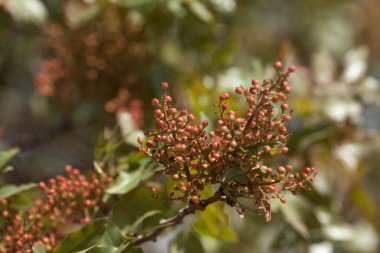 Fıstık ağacının yaprakları ve meyveleri