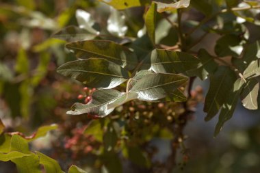 Fıstık ağacının yaprakları ve meyveleri