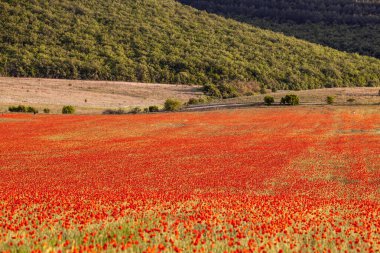 Dağlardaki güzel kırmızı haşhaş tarlası