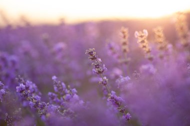 Renkli çiçek açan lavandula ya da şafak vakti lavanta tarlası. Arka planda hafif bir sabah sisi.
