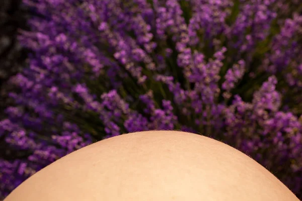 Γυμνή Γυναικεία Κοιλιά Έγκυος Φόντο Την Ανθισμένη Μωβ Λεβάντα — Φωτογραφία Αρχείου