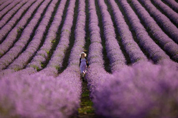 Pregnant Woman Lavender Flowers Field Sunset Purple Dress — Stock Photo, Image
