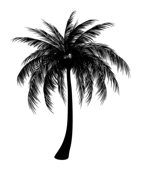 Silhouet van palm — Stockvector