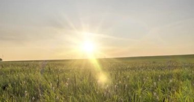 Yaz ya da sonbahar zamanında Hill Meadow zaman kapsülü. Vahşi sonsuz doğa ve kırsal alan. Yeşil çimlerin üzerinde güneş ışınları. Motorlu doli kaydırma hareketi