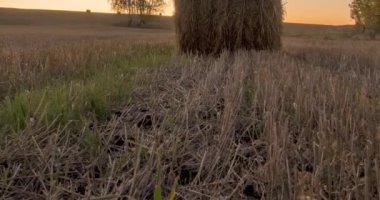 Yaz gündoğumu saatinde düz tepe çayır zaman çizelgesi. Vahşi doğa ve çim tarlasında kırsal samanlıklar. Güneş ışınları ve yeşil ağaçlar. Motorlu doli kaydırıcı