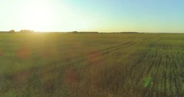 Yaz mevsiminde, sonsuz sarı manzaralı kırsal arazinin üzerinde alçak irtifa uçuşu. Ufuktaki güneş ışınları.