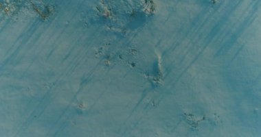 Arktik çayırlı soğuk kış manzarası, karla kaplı ağaçlar ve ufukta sabah güneşleri..