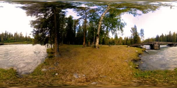 360 Vr初秋や夏に野生の森のシーンの仮想現実 松の森 小さな高速 冷たい山の川 国立公園 古い橋と太陽の光 — ストック動画