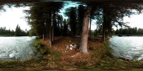 360 Віртуальна Реальність Сцени Дикого Лісу Початку Осіннього Або Літнього — стокове відео