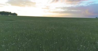4K UHD hava görüntüsü. Güneşli yaz akşamlarında sonsuz yeşil tarlaları olan kırsal arazinin üzerinde alçak uçuş. Ufuktaki güneş ışınları. Hızlı yatay hareket.