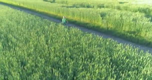 Flygfoto på ung pojke, som rider en cykel genom ett vete gräs fält på den gamla landsvägen. Solljus och strålar. — Stockvideo