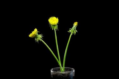 Karahindibanın zaman aşımına uğraması yakın görüş sağlıyor. Çiçek grubunun çiçek açtığı makro çekim. Yavaş çekim dönüşü. Siyah üzerine izole krom anahtar.