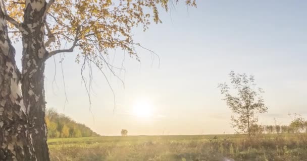 Czas łąki w okresie letnim lub jesiennym. Wiejskie promienie słońca, drzewa i zielona trawa. Suwak lalek silnikowych o zachodzie słońca — Wideo stockowe