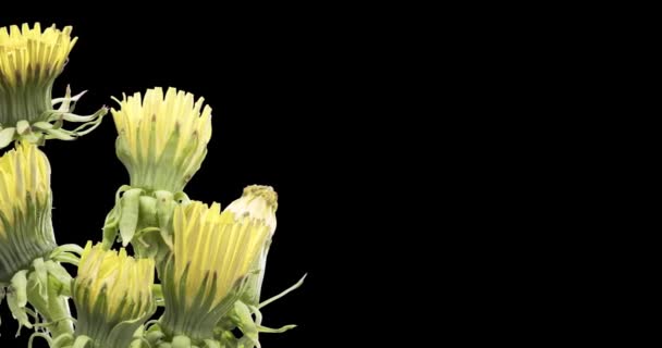 Lapso de tempo de dente-de-leão abertura vista de perto. Macro tiro de flores grupo florescendo. Rotação lenta. Chave croma isolado em preto. — Vídeo de Stock