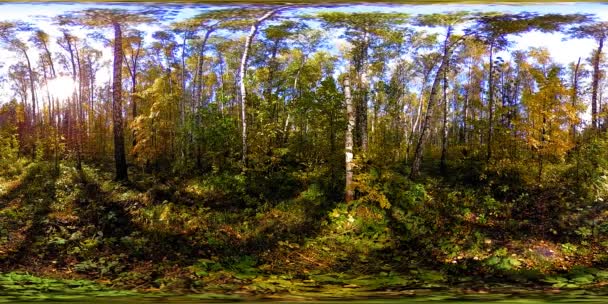 UHD 4K 360 VR Virtual Reality af en bypark rekreation område. Træer og grønt græs på efterårs- eller sommerdag – Stock-video