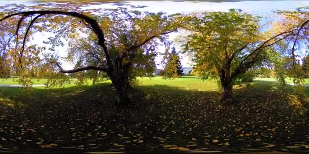 UHD 4K 360 VR Virtual Reality eines Erholungsgebietes im Stadtpark. Bäume und grünes Gras am Herbst- oder Sommertag — Stockvideo