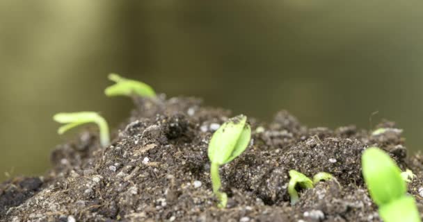 Concombre frais croissance macro time-lapse. Gros plan sur la germination et la croissance des petites feuilles. Concept d'alimentation végétalienne saine. — Video