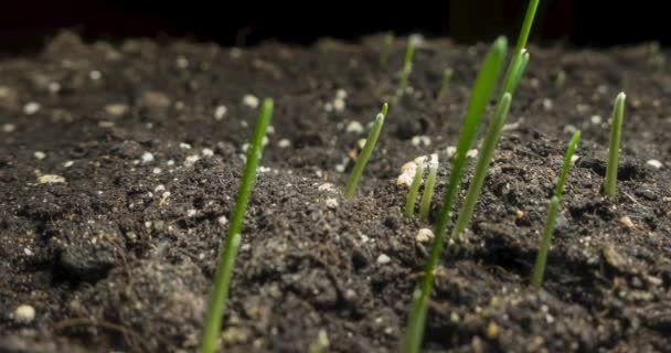 Erba fresca crescente macro time-lapse. Primo piano della germinazione e della crescita di minuscole colture di cereali erba. Grano, avena o orzo. Movimento panoramico motorizzato. — Video Stock