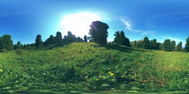 UHD 4K 360 VR yeşil dağ ormanı. Güneş ışığı ve gölge, çimen ve çam ağaçları.