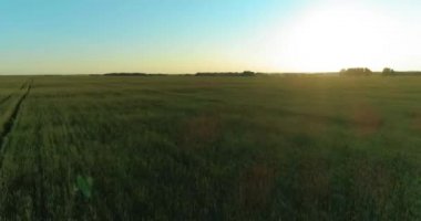 Yaz mevsiminde, sonsuz sarı manzaralı kırsal arazinin üzerinde alçak irtifa uçuşu. Ufuktaki güneş ışınları.