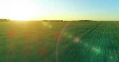 Yaz mevsiminde, sonsuz sarı manzaralı kırsal arazinin üzerinde alçak irtifa uçuşu. Ufuktaki güneş ışınları.