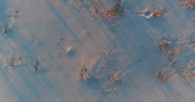 Arktik çayırlı soğuk kış manzarası, karla kaplı ağaçlar ve ufukta sabah güneşleri..