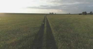 Sportif çocuk yeşil buğday tarlasında koşuyor. Kırsal çayırlarda akşam sporu alıştırmaları. Mutlu bir çocukluk sağlıklı bir yaşam biçimidir. Radikal hareket, güneş ışınları ve ot.