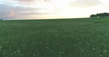 4K UHD hava görüntüsü. Güneşli yaz akşamlarında sonsuz yeşil tarlaları olan kırsal arazinin üzerinde alçak uçuş. Ufuktaki güneş ışınları. Hızlı yatay hareket.