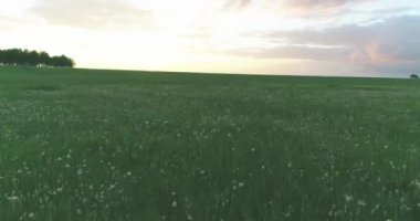 4K UHD hava görüntüsü. Güneşli yaz akşamlarında sonsuz yeşil tarlaları olan kırsal arazinin üzerinde alçak uçuş. Ufuktaki güneş ışınları. Hızlı yatay hareket.