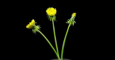 Karahindibanın zaman aşımına uğraması yakın görüş sağlıyor. Çiçek grubunun çiçek açtığı makro çekim. Yavaş çekim dönüşü. Siyah üzerine izole krom anahtar.