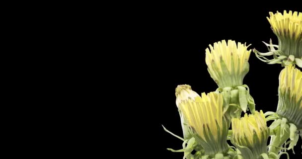 Lapso de tempo de dente-de-leão abertura vista de perto. Macro tiro de flores grupo florescendo. Rotação lenta. Chave croma isolado em preto. — Vídeo de Stock