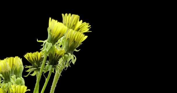 Time lapse of dandelion opening close up view. Macro shoot of flowers group blooming. Slow motion rotation. Isolated chroma key on black. — Stock Video