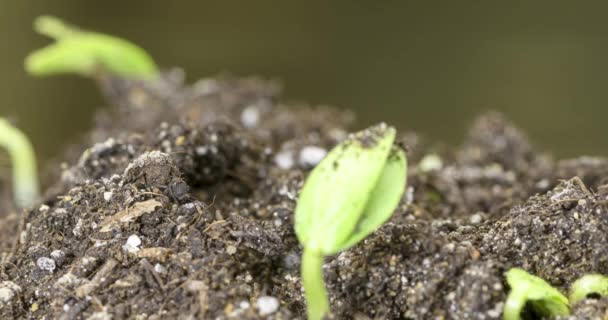 Frische Gurken wachsen im Zeitraffer. Nahaufnahme der Keimung und des Wachstums winziger Blätter. Gesundes veganes Ernährungskonzept. — Stockvideo