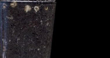 Taze fasulye büyüyen makro zaman atlaması. Tomurcuklanma ve minik bezelye yapraklarının büyümesi. Sağlıklı vejetaryen gıda konsepti. Motorlu panoramik ve masa rotasyonu hareketi. Alfa maskesi hazır..