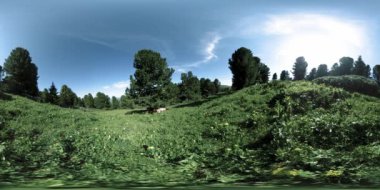 UHD 4K 360 VR yeşil dağ ormanı. Güneş ışığı ve gölge, çimen ve çam ağaçları.