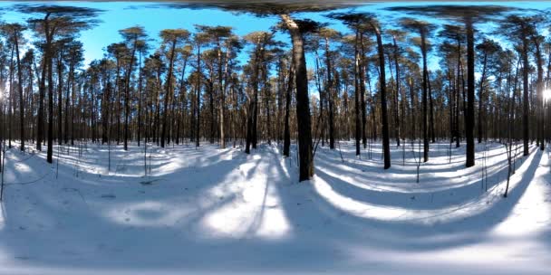 360 vr красивый снежный пейзаж в дикой сибирской природе в зимнее солнечное утро или закат. Тихий, бесшумный лес с белым снегом и огромными соснами — стоковое видео