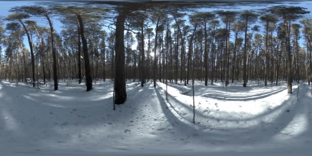360 vr bela paisagem coberta de neve na natureza siberiana selvagem durante a manhã ensolarada de inverno ou pôr do sol. Floresta silenciosa e silenciosa com neve branca e enormes pinheiros — Vídeo de Stock