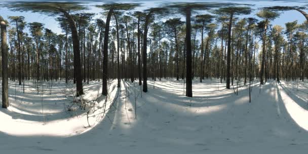 360 vr красивый снежный пейзаж в дикой сибирской природе в зимнее солнечное утро или закат. Тихий, бесшумный лес с белым снегом и огромными соснами — стоковое видео
