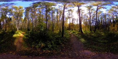 Bir şehir parkının UHD 4K 360 VR Sanal Gerçekliği. Sonbaharda ya da yaz gününde ağaçlar ve yeşil çimenler