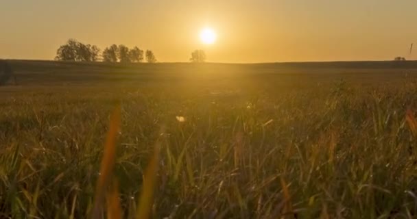 Plat colline prairie timelapse à l'heure du coucher du soleil d'été. Nature sauvage et prairie rurale. Rayons solaires et arbres. Curseur de poupée motorisé — Video
