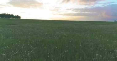 4K UHD hava görüntüsü. Güneşli yaz akşamlarında sonsuz yeşil tarlaları olan kırsal arazinin üzerinde alçak uçuş. Ufuktaki güneş ışınları. Hızlı yatay hareket.