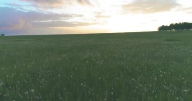 4K UHD hava görüntüsü. Güneşli yaz akşamlarında sonsuz yeşil tarlaları olan kırsal arazinin üzerinde alçak uçuş. Ufuktaki güneş ışınları. Hızlı yatay hareket.