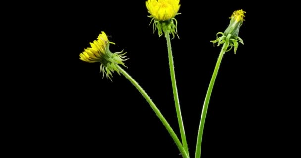 Lapso de tempo de dente-de-leão abertura vista de perto. Macro tiro de flores grupo florescendo. Rotação lenta. Chave croma isolado em preto. — Vídeo de Stock