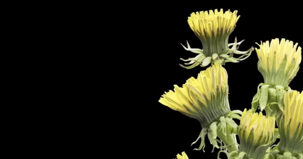 Lapso de tempo de dente-de-leão abertura vista de perto. Macro tiro de flores grupo florescendo. Rotação lenta. Chave croma isolado em preto. — Vídeo de Stock