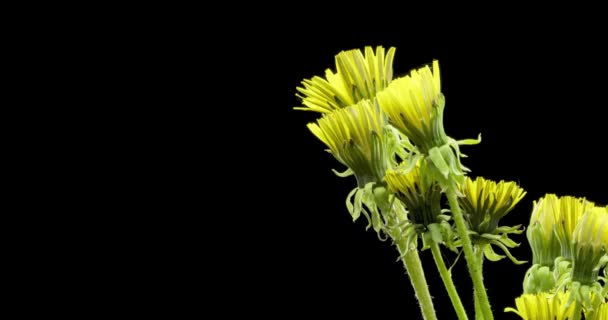 A pitypang időeltolódása közelről megnyílik. Macro hajtás virágok csoport virágzik. Lassan mozgó forgás. Izolált krómkulcs fekete alapon. — Stock videók