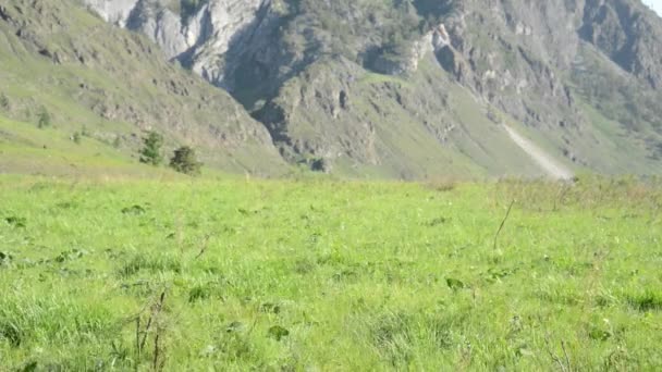 Senderismo hombre caminando en el prado de montaña verde con mochila. Verano deporte y recreación concepto . — Vídeo de stock