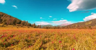 Yaz ya da sonbahar mevsiminde dağdaki çayır zaman atlaması. Vahşi doğa ve kırsal alan. Bulutlar hareket ediyor, yeşil çimenler ve güneş ışınları