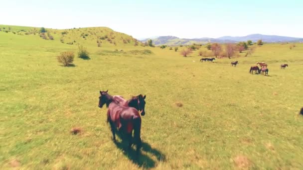 Vuelo sobre el rebaño de caballos salvajes en el prado de montaña. Verano montañas naturaleza salvaje. Concepto de ecología de libertad. — Vídeos de Stock