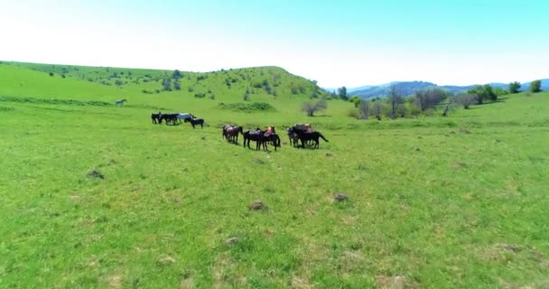 Flight over wild horses herd on mountain meadow. Summer mountains wild nature. Freedom ecology concept. — Stock Video